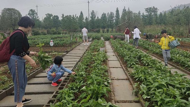 绿色食品续展与初次申请：关键区别与流程解析