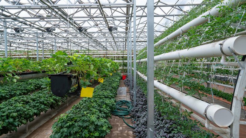 有机种植病虫害防治：绿色防控，守护农田健康