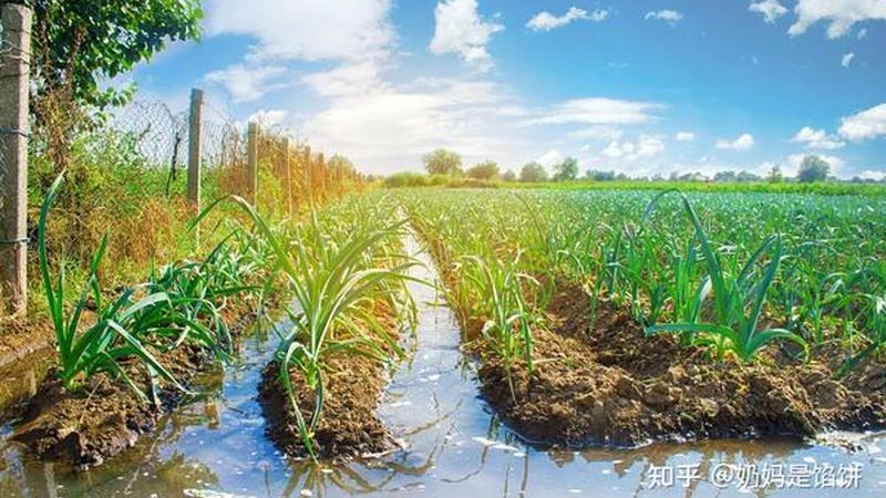 智能农业项目安装费用揭秘：如何合理估算与规划